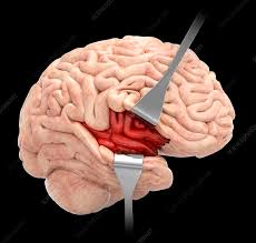 Insula
